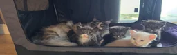 Maine Coon cats for sale: Gorgeous pedigree kittens  - Advert 8