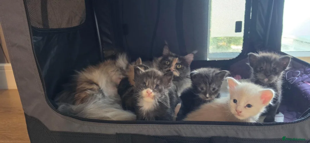 Maine Coon cats for sale: Gorgeous pedigree kittens  - Advert 8