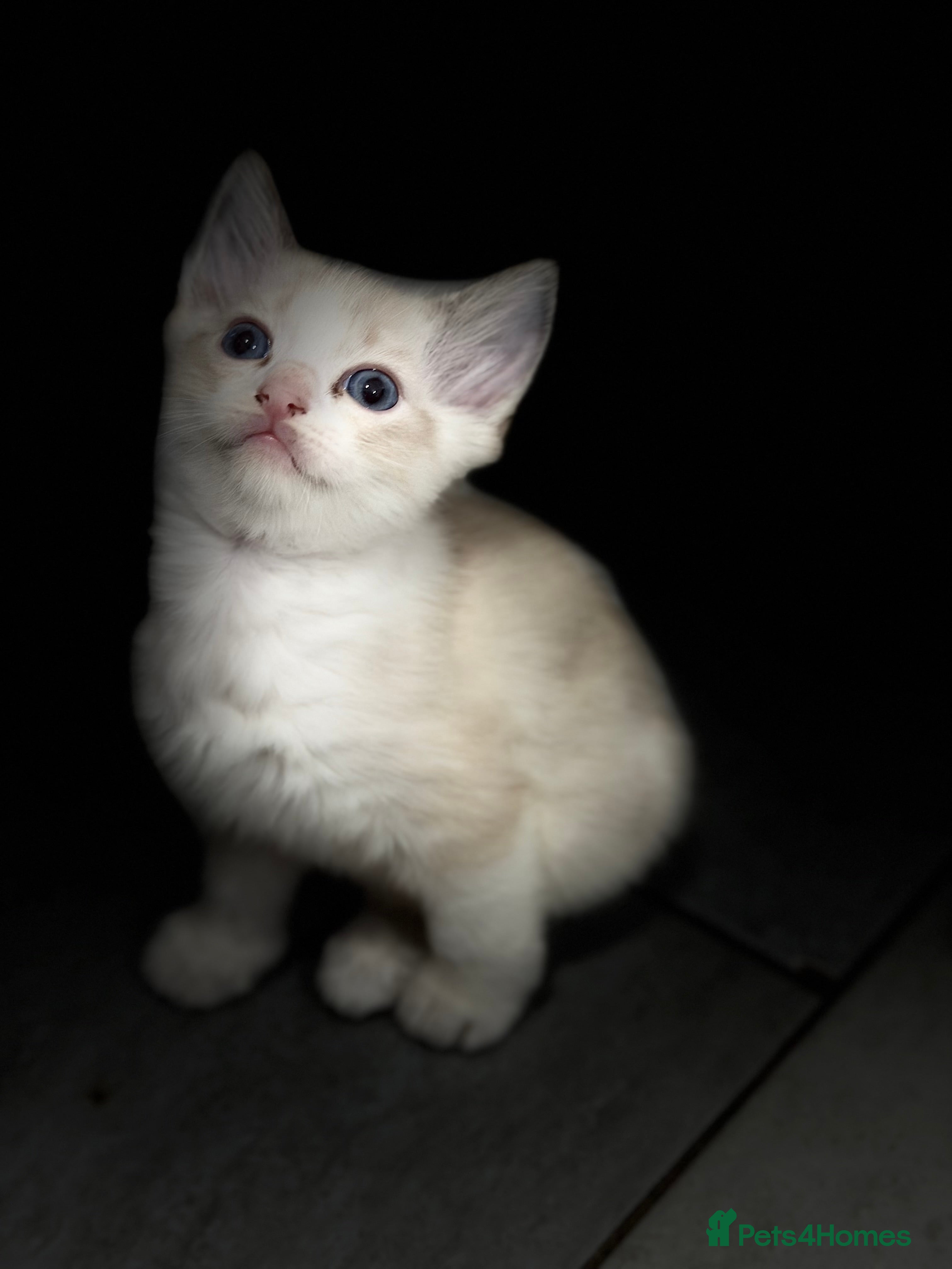 Ragdoll cats Ragdoll for sale - Advert 2