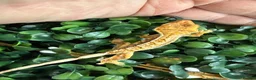 Gecko reptiles for sale: Crested Gecko - Advert 11