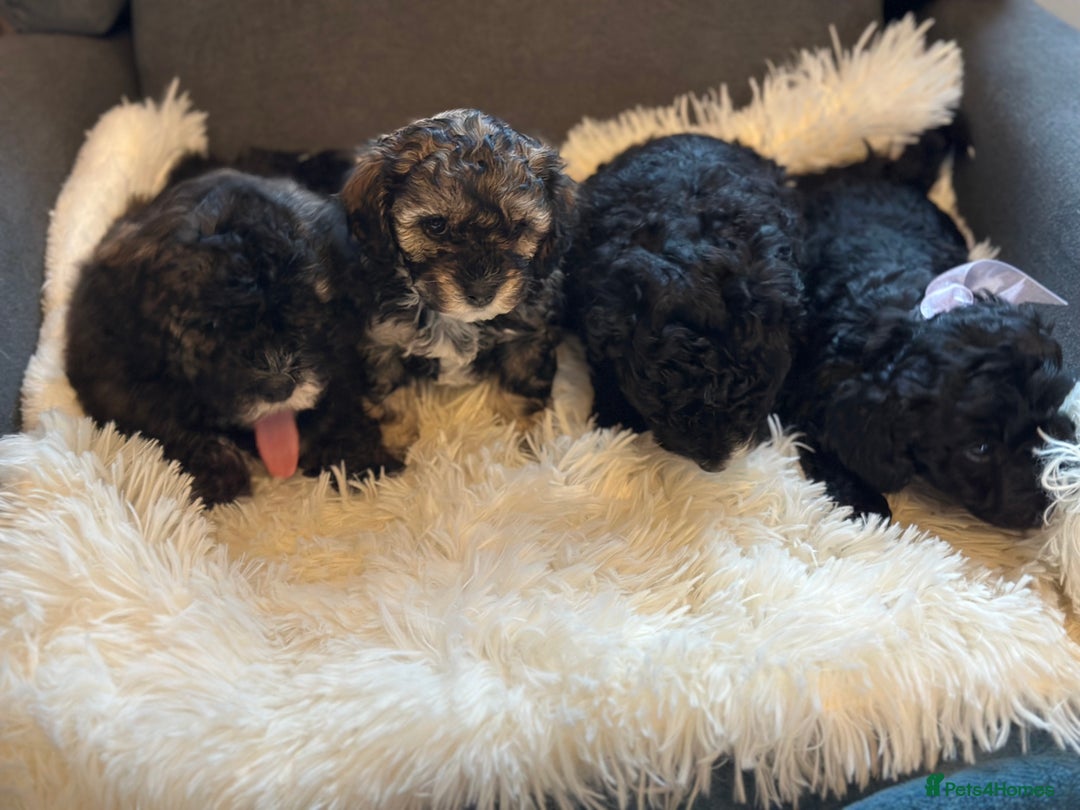 Poochon dogs for sale: Poochon puppies  - Image 29