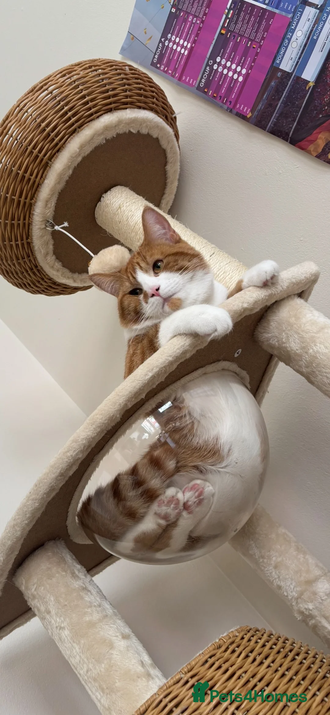 Domestic Shorthair cats for sale: 1 year old male cat  in Birkenhead - Advert 1