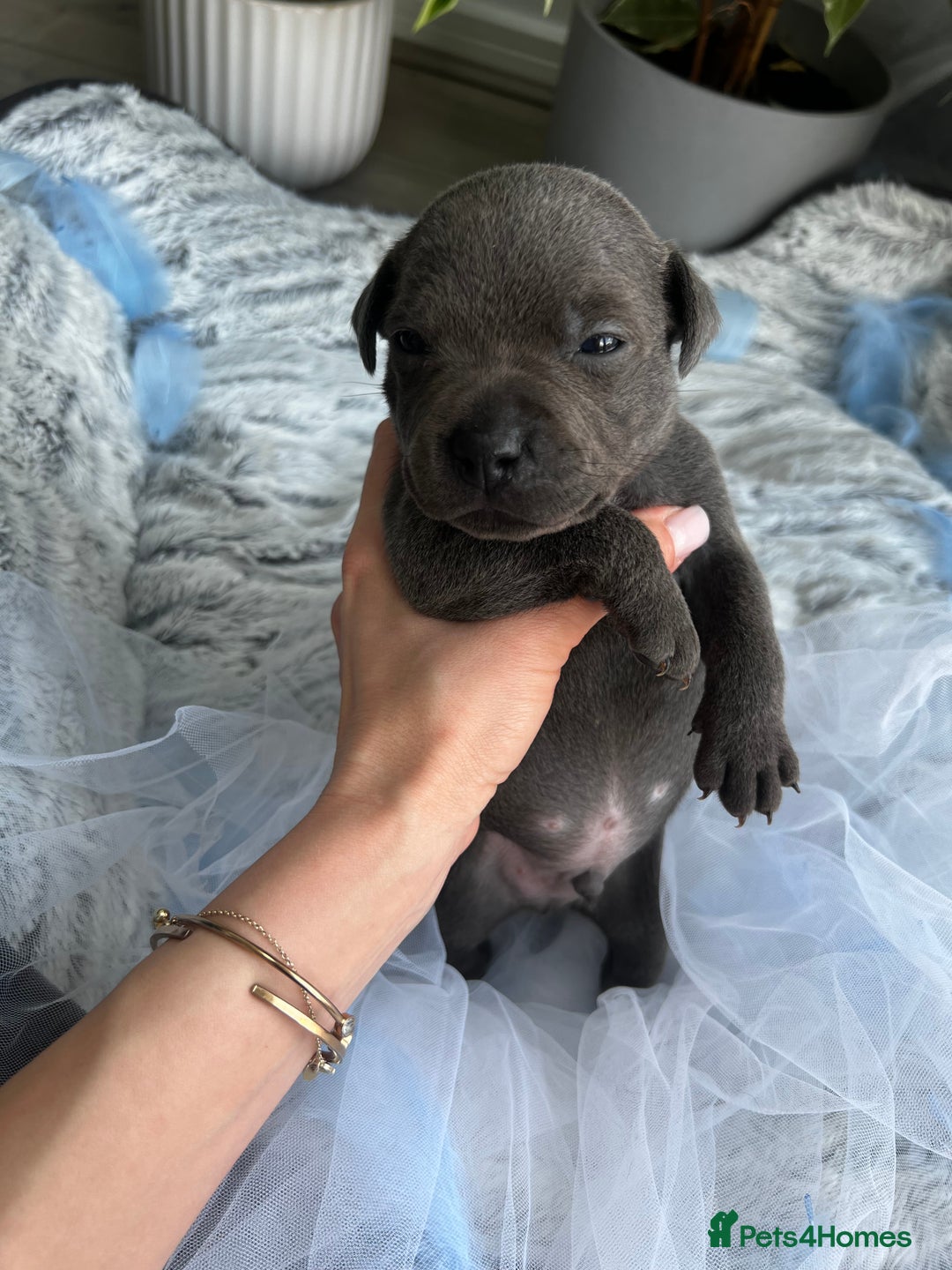 Staffordshire Bull Terrier dogs for sale: 🔷 Pharaon Champion Line Pups 🔷 in Wolverhampton - Image 18