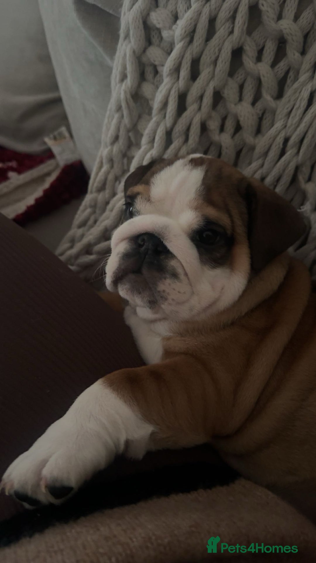 English Bulldog dogs for sale: English Bulldog Puppies🩵🩷 - Advert 13