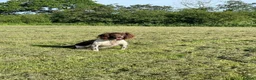 English Springer Spaniel dogs for sale: Therapy dog temperament, works well + off-switch - Advert 4