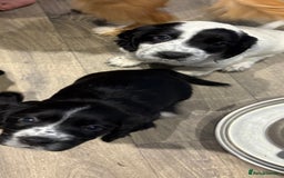 Cocker Spaniel dogs for sale: KC Registered Working Cocker Spaniel puppies - Image 14