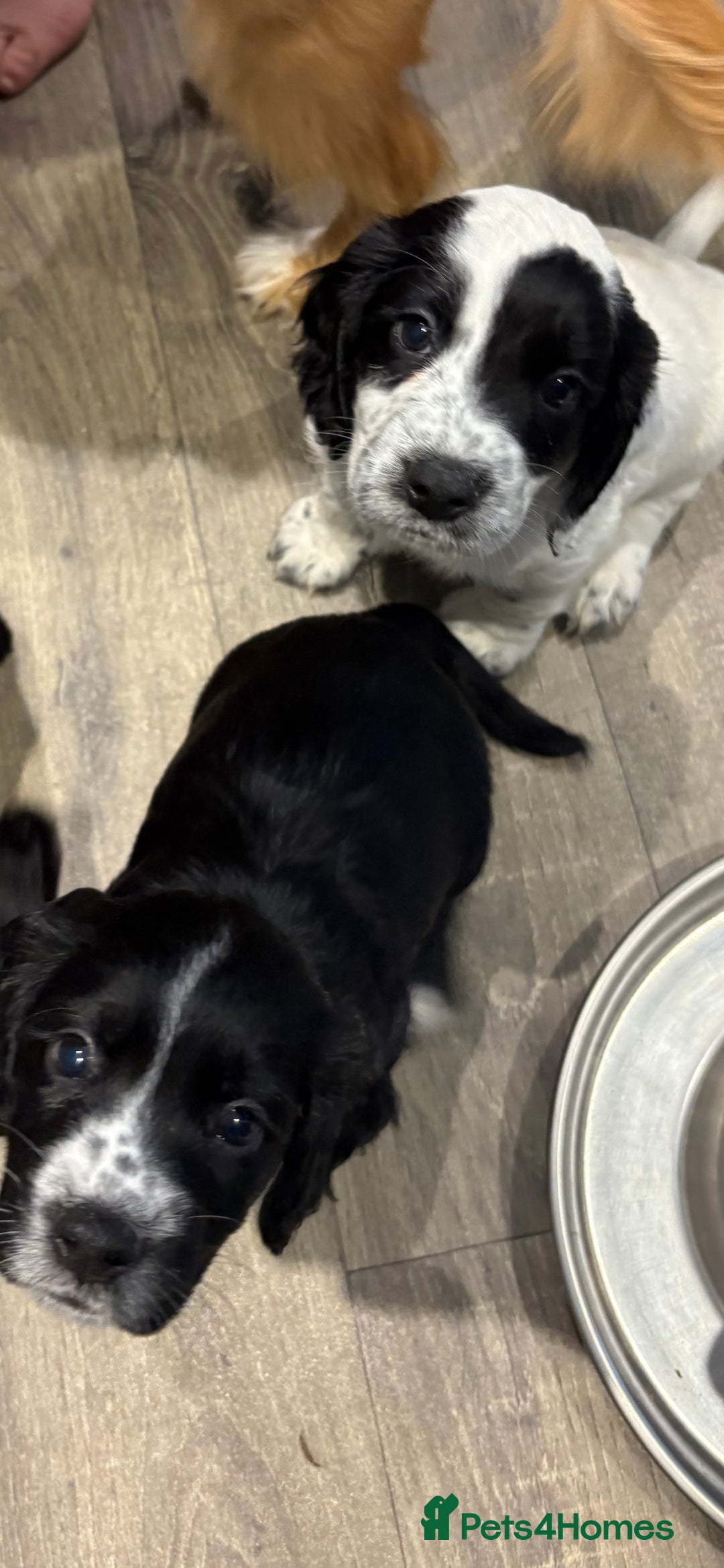 Cocker Spaniel dogs for sale: KC Registered Working Cocker Spaniel puppies - Image 14