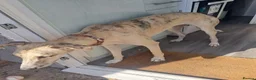 Mixed Breed dogs for sale: 9month old lucher - Advert 4