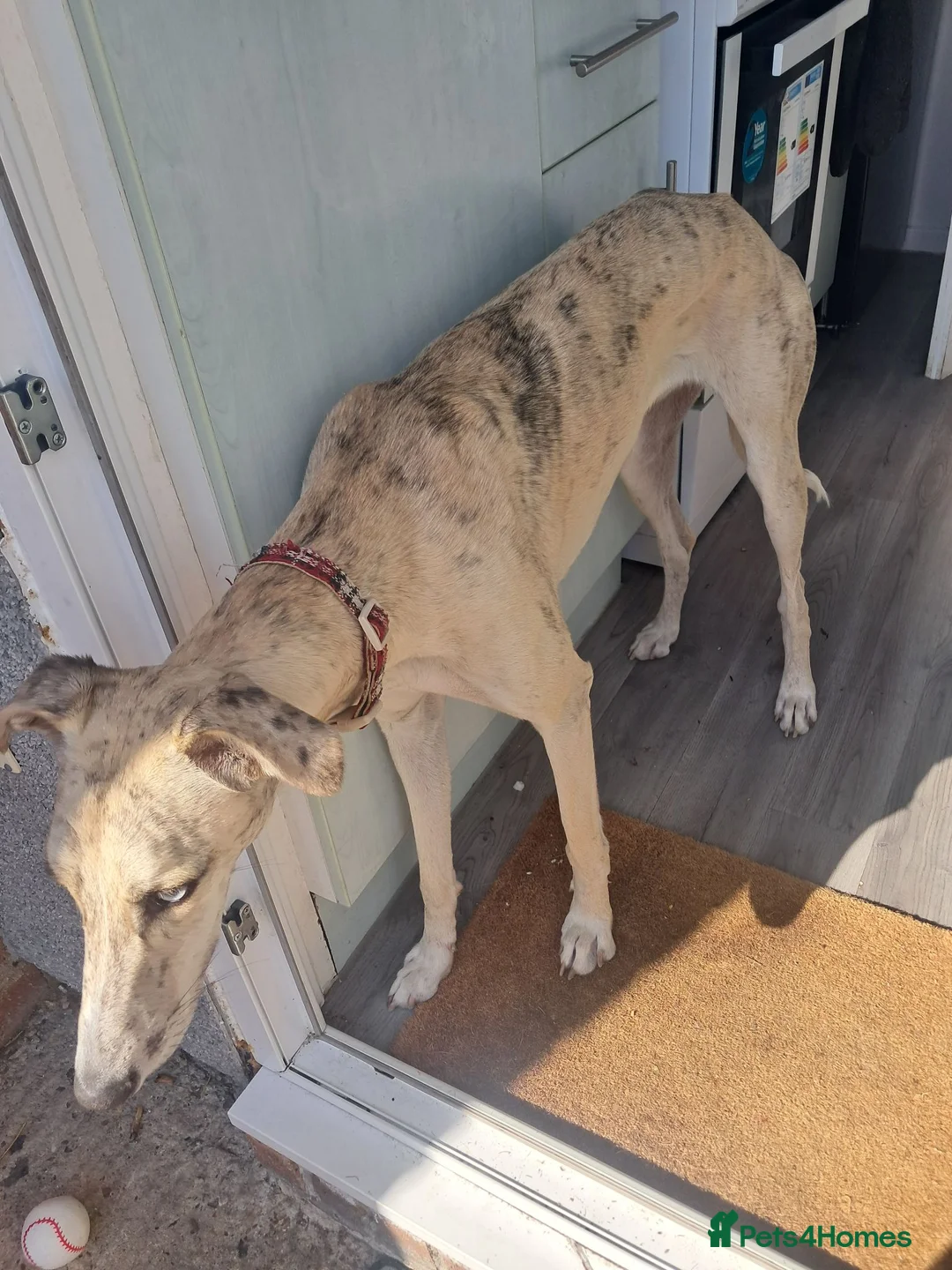 Mixed Breed dogs for sale: 9month old lucher - Advert 4