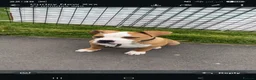 American Bulldog dogs for sale: American Bulldog boy puppy in Swansea - Advert 11