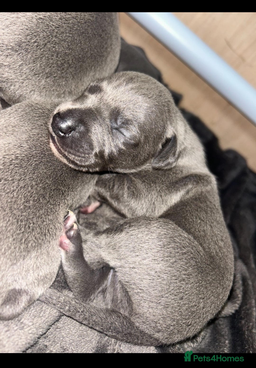 Whippet dogs for sale: Kennel club blue Whippet puppies Champion lines - Advert 3