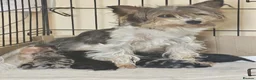 Mixed Breed dogs for sale: biewdles  - Advert 3