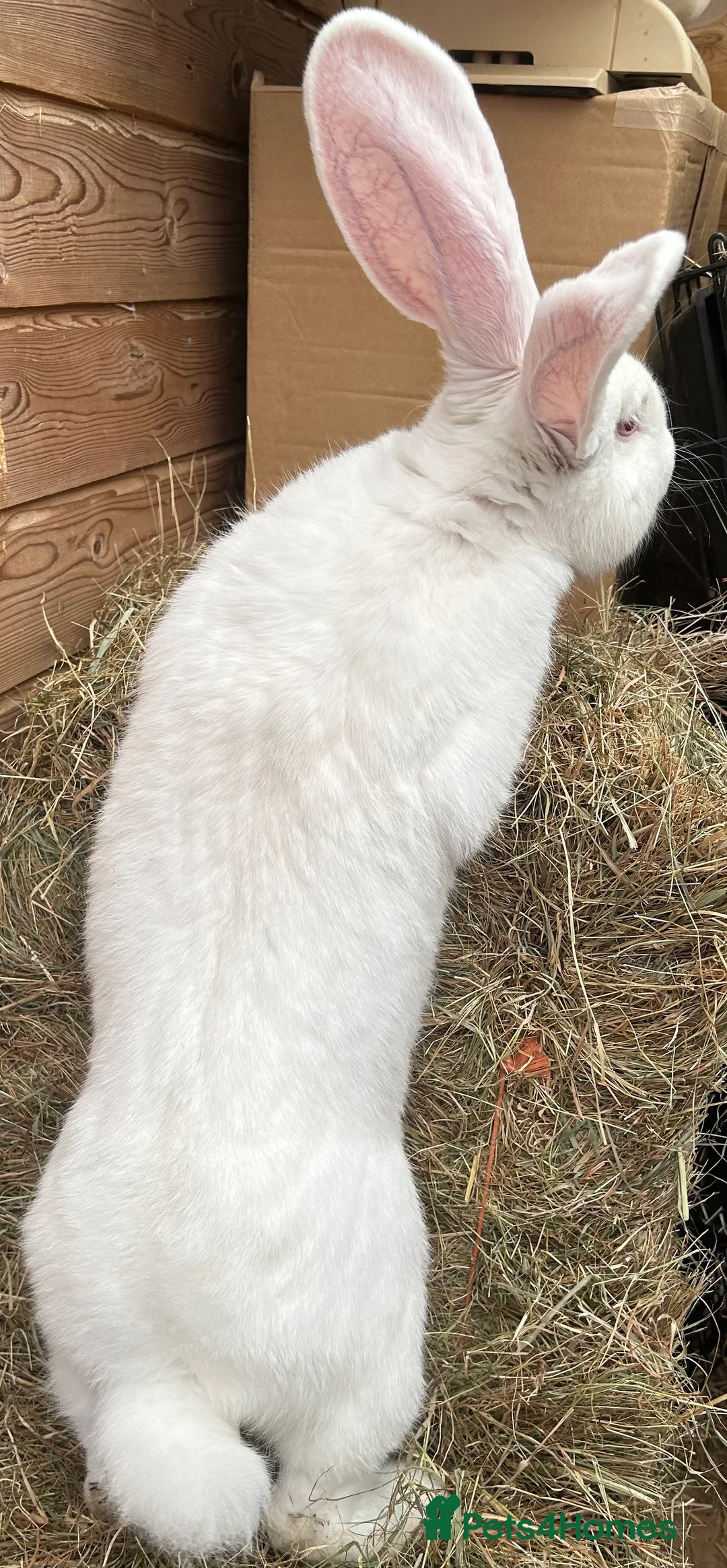 Continental Giant rabbits for sale: We Have the World’s Biggest Bunnies as seen on TV - Advert 4