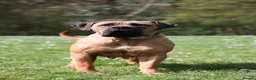 Boerboel dogs for sale: Waitlist now open - Advert 6