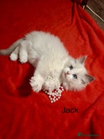 Ragdoll cats Purebred Ragdoll Kittens - TICA - YORKSHIRE - Advert 8