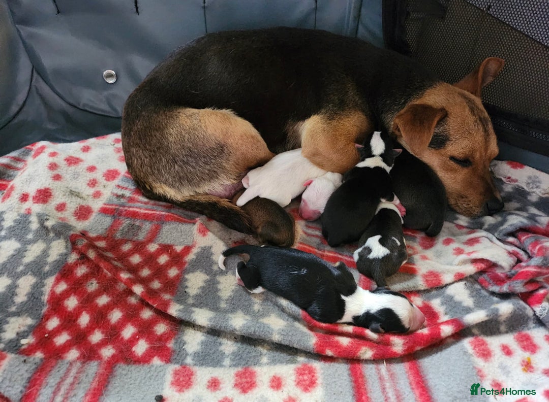 Mixed Breed dogs for sale: Terrier cross puppies for sale.  - Image 8