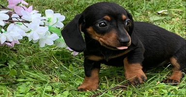 Miniature Dachshund dogs - Advert 1