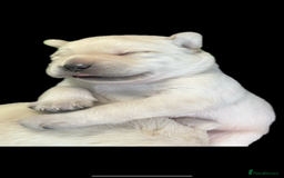 Labrador Retriever dogs for sale: Exceptional quality  - Image 13