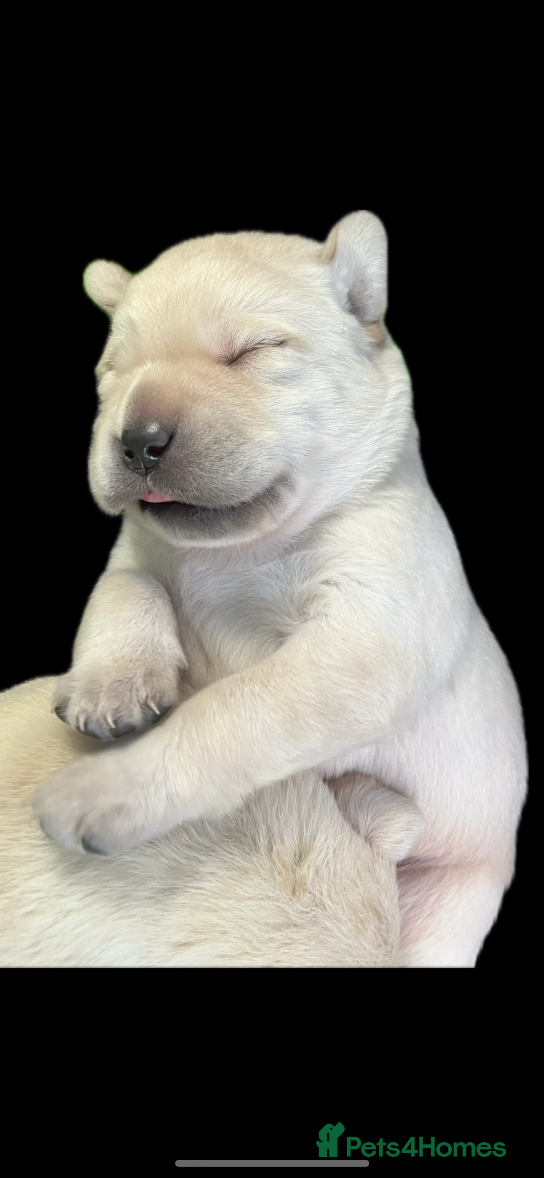 Labrador Retriever dogs for sale: Exceptional quality  - Image 13