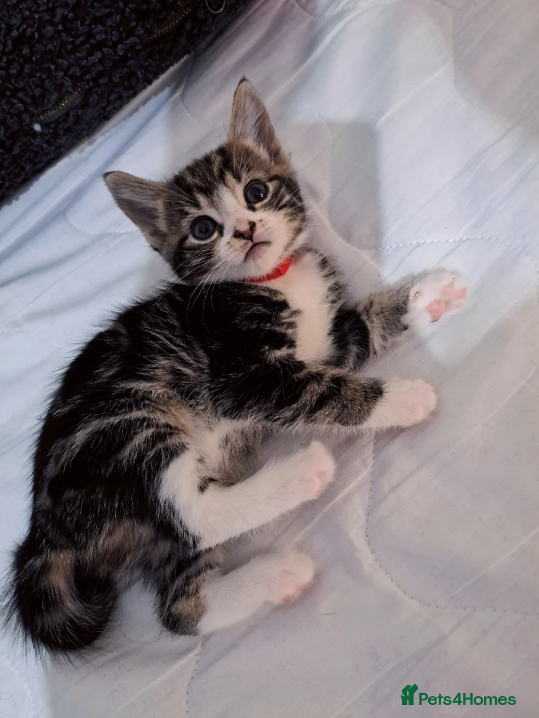 Mixed Breed cats for sale: Kittens  - Advert 7