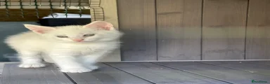 Maine Coon Kitten 5