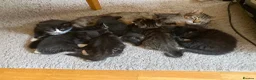 Mixed Breed cats for sale: Two little sisters - Advert 4