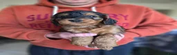 Cockapoo dogs for sale: Gorgeous cockapoos - Advert 10