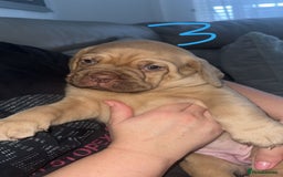 Dogue De Bordeaux dogs for sale: Dogue de bordeaux - Advert 16