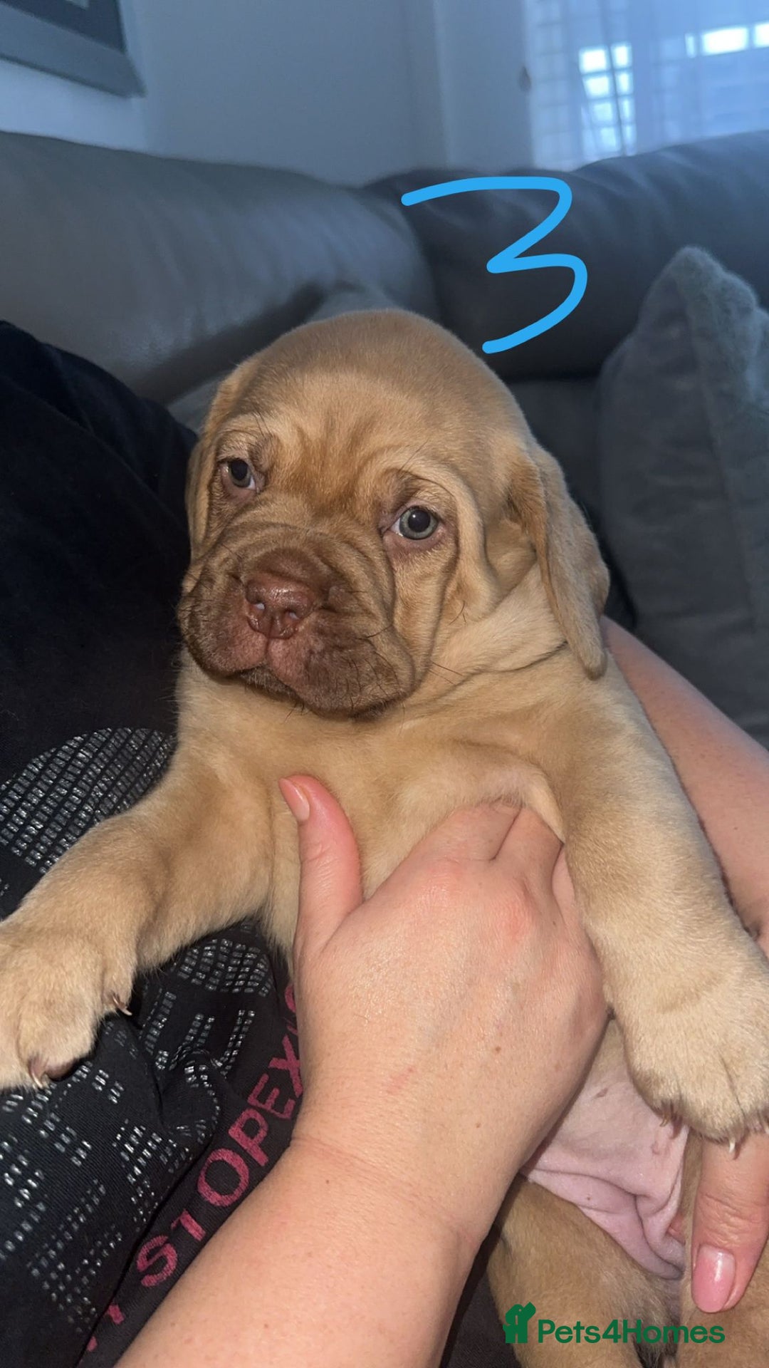 Dogue De Bordeaux dogs for sale: Dogue de bordeaux - Advert 16