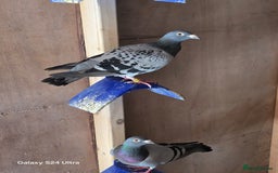 Pigeons birds for sale: Baby and adult racing Pigeons  - Image 1