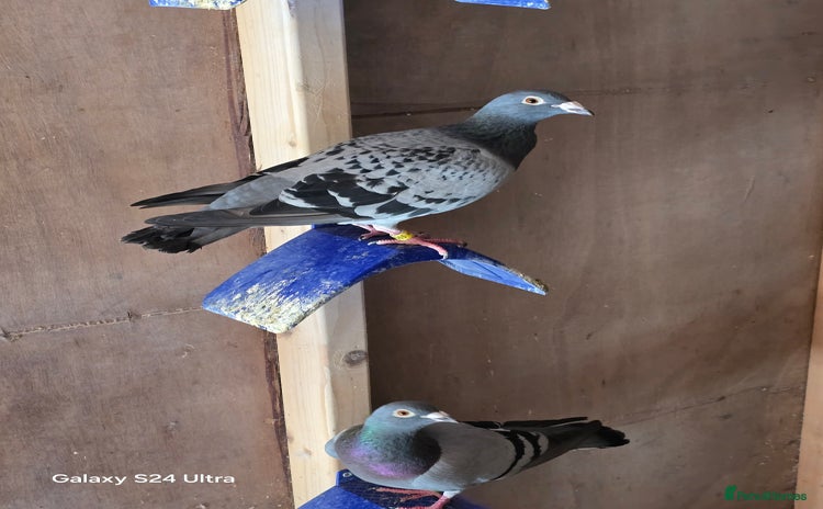 Pigeons birds - Advert 1