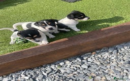 Jack Russell dogs for sale: Jack russell puppies - Image 11