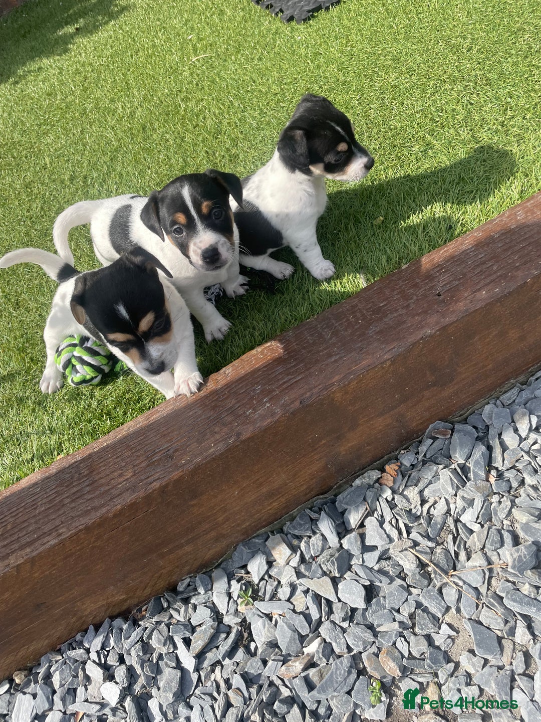 Jack Russell dogs for sale: Jack russell puppies - Image 11