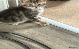 Mixed Breed cats for sale: 4 beautiful kittens looking for forever homes - Image 7