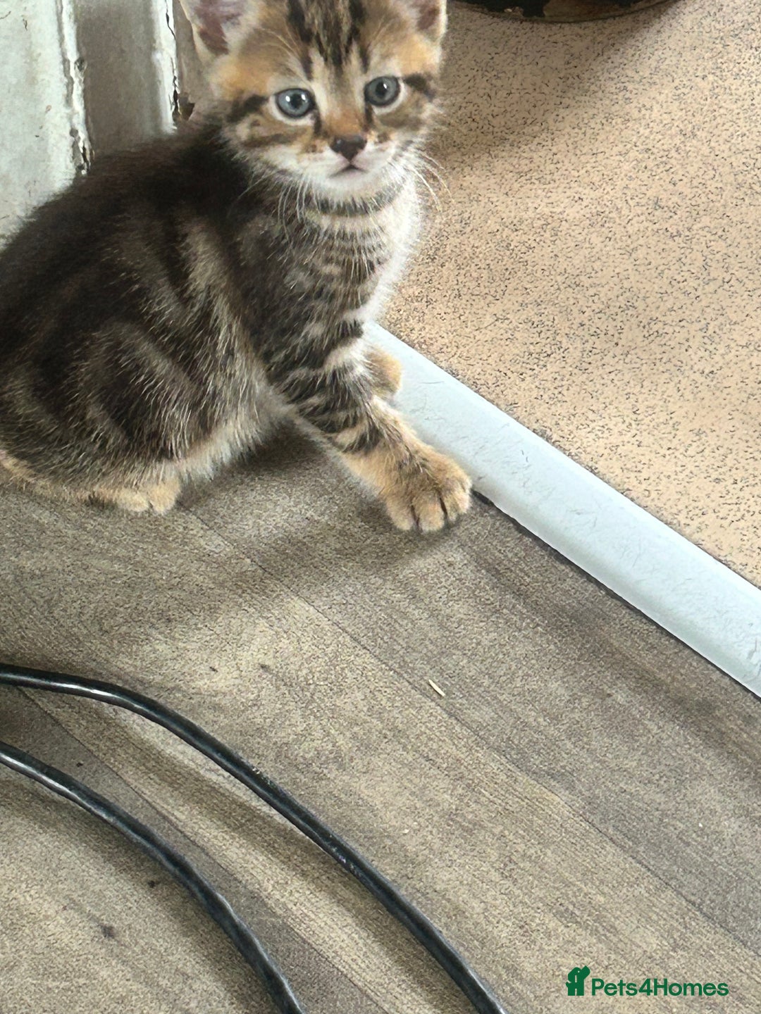 Mixed Breed cats for sale: 4 beautiful kittens looking for forever homes - Image 7