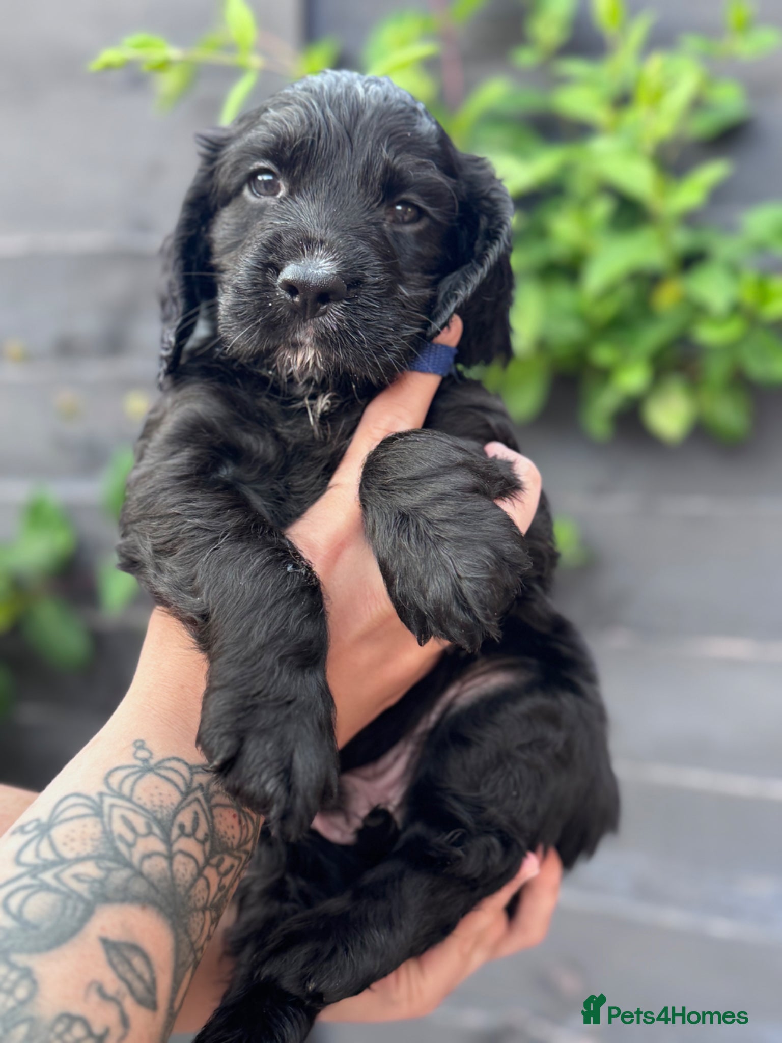 Cocker Spaniel dogs Kc working cocker spaniels  - Advert 17