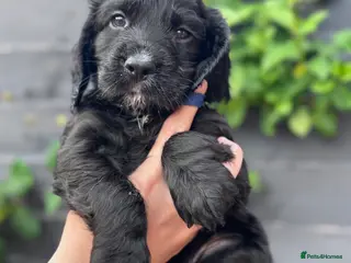 Cocker Spaniel dogs Kc working cocker spaniels - Advert 17