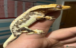 Gecko reptiles for sale: Lilywhite Crested Geckos  - Image 5