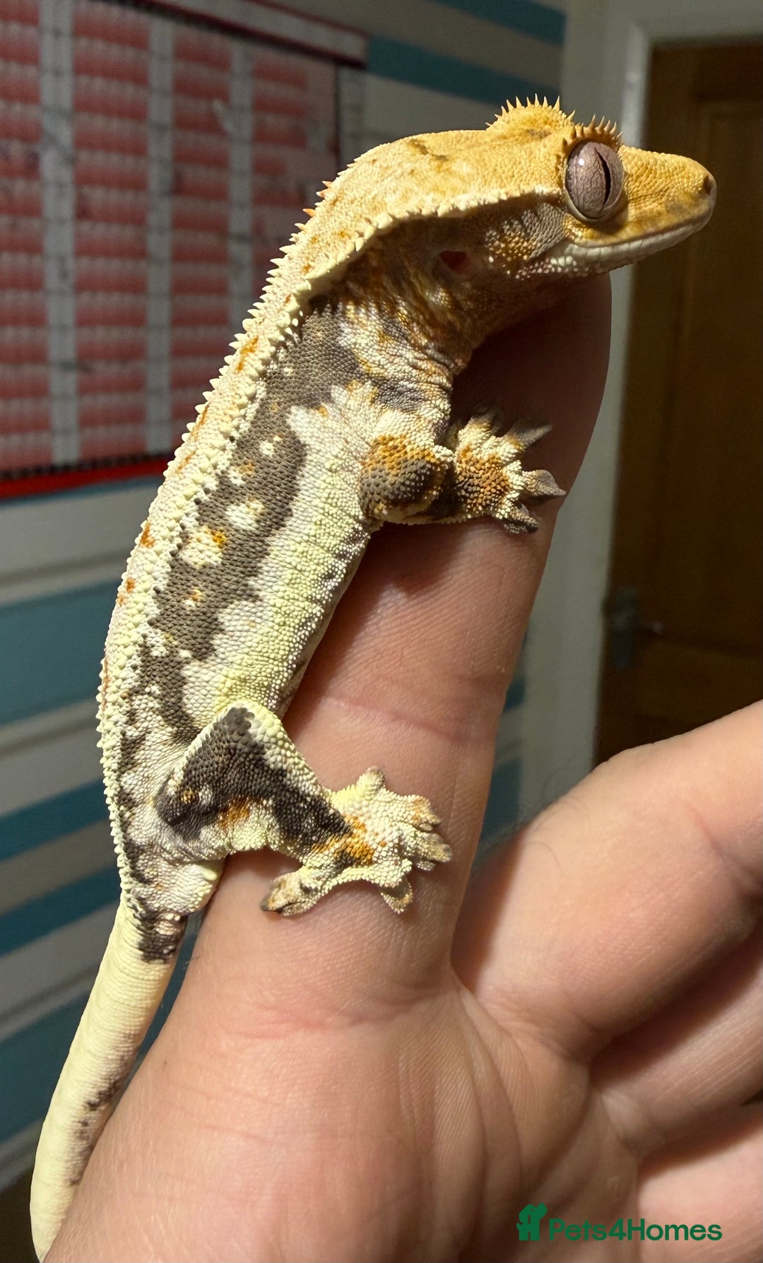 Gecko reptiles for sale: Lilywhite Crested Geckos  - Image 5