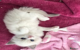 Ragdoll cats for sale: Blue lynx ragdoll kittens  - Image 2