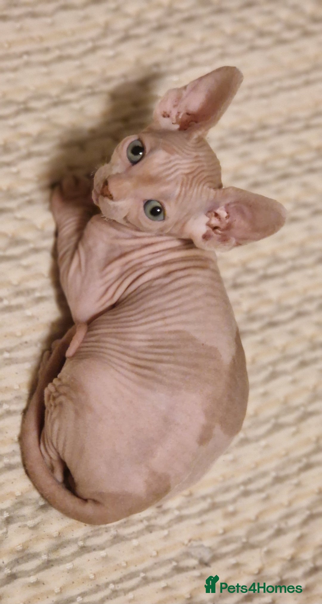 Sphynx cats for sale: Adorable Canadian Sphynx – Champion line - Image 14