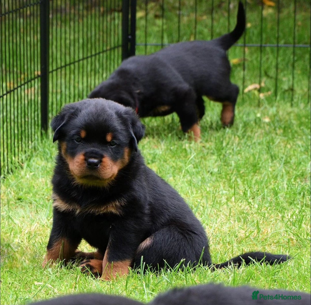 Rottweiler dogs for stud: Onex de Tierra Ibera now available for stud in Newark - Image 34
