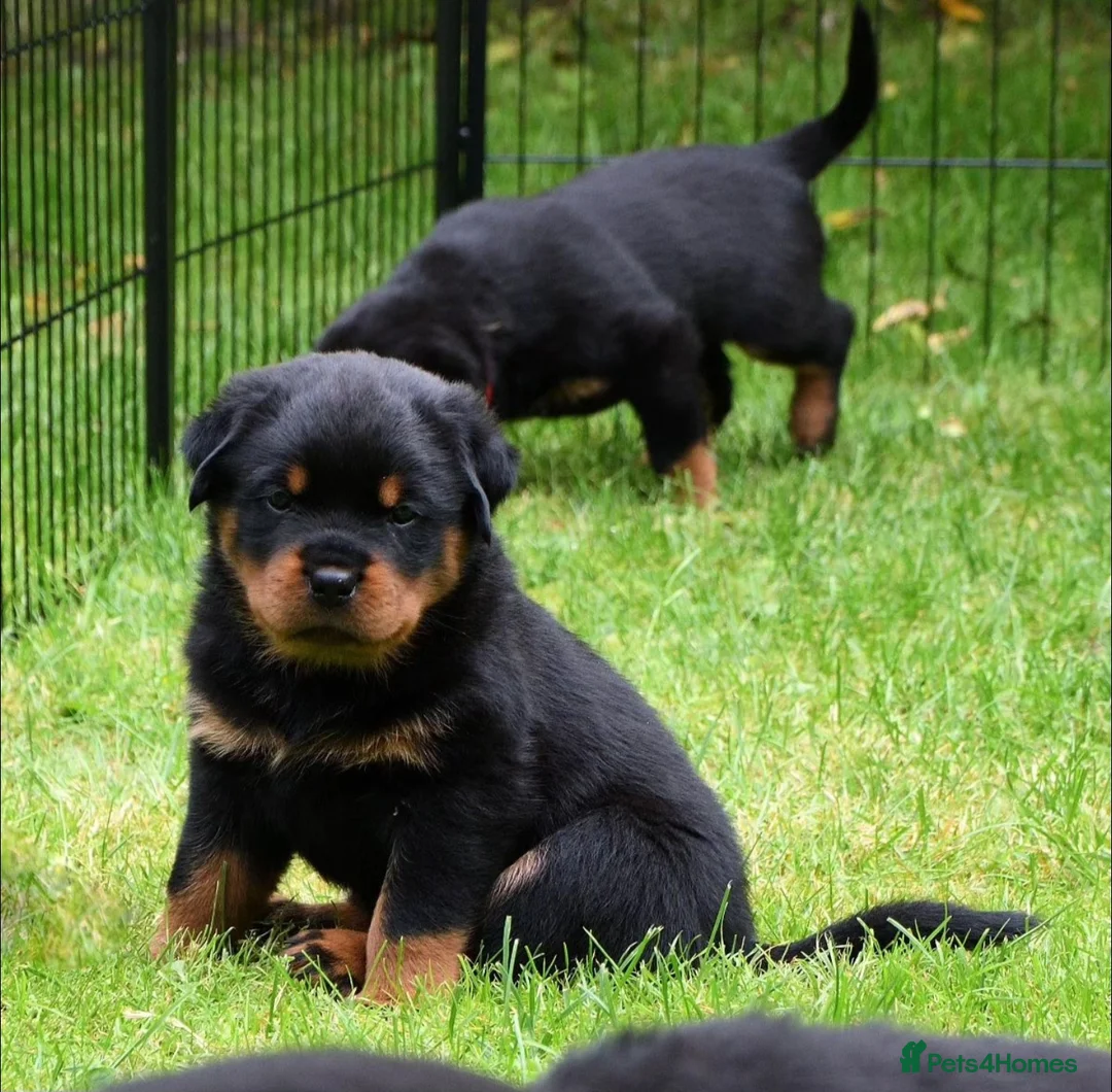 Rottweiler dogs for stud: Onex de Tierra Ibera available for stud in Newark - Advert 34