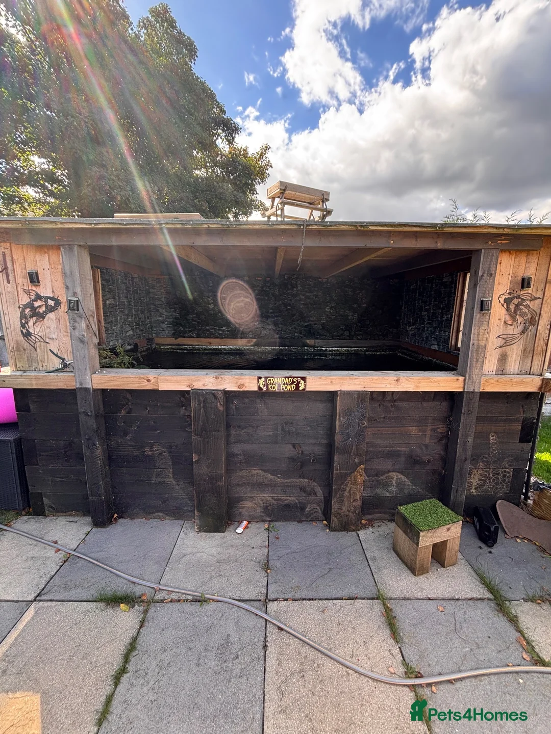 Koi Carp fish for sale: Fish pond plus fish  in Swadlincote - Advert 1