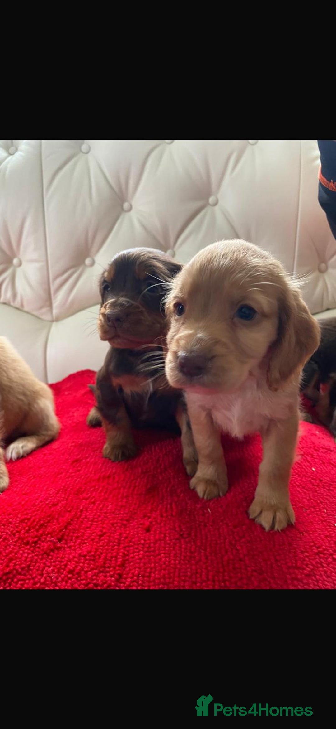 Cocker Spaniel dogs for sale: Beautiful litter of cocker spaniel puppys - Advert 13