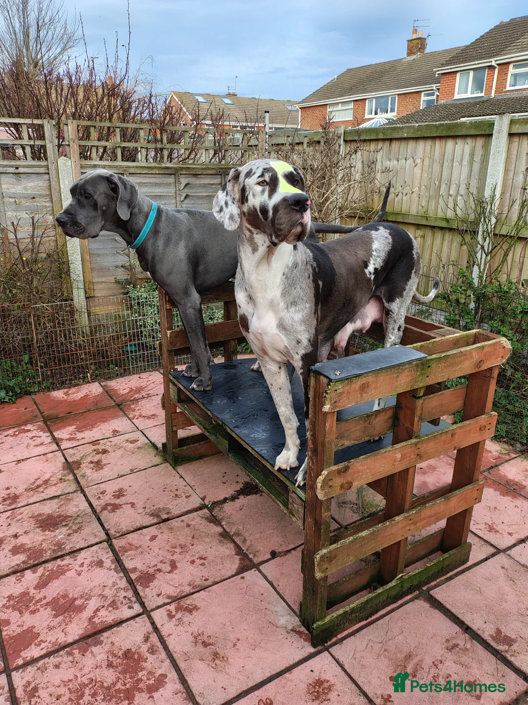 Great Dane dogs for sale: LITTER OF PEDIGREE GREAT DANES FOR SALE - Advert 3