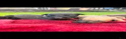 Lurcher dogs for sale: Bullx SalukiDeerhoundGreyhound  in York - Advert 7
