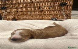 Cocker Spaniel dogs for sale: Show Type Cocker Spaniels Health Tested parent - Advert 9