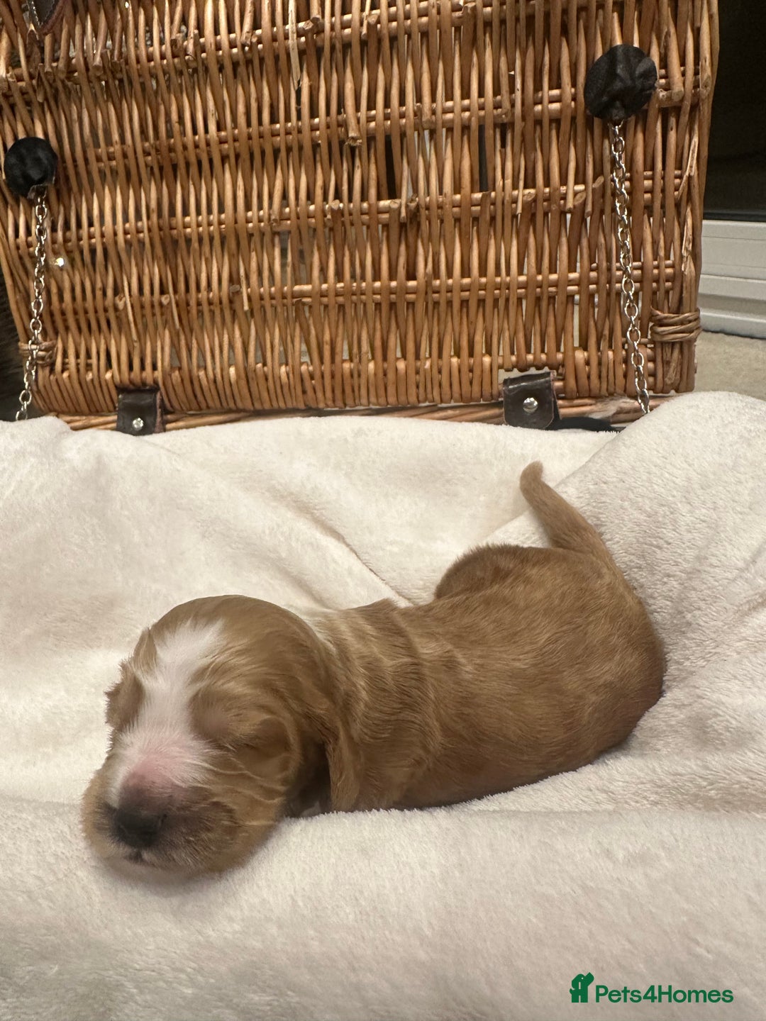 Cocker Spaniel dogs for sale: Show Type Cocker Spaniels Health Tested parent - Advert 9