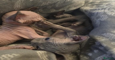 Sphynx cats - Advert 9
